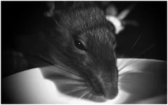  ряжанку [1024x768].webp