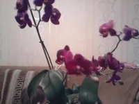 0261.webp
