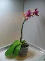 IMG_0270.webp