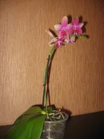 IMG_0262.webp