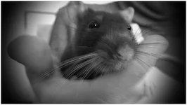  на ручках.webp