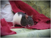  на диване.webp