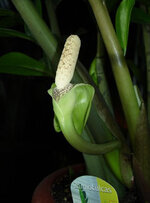 zamioculcas1.jpg