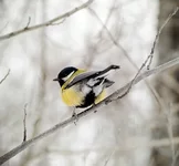 2012_03_11-12.webp