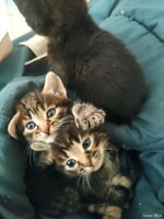 Віддам у добрі руки кошенят