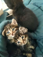 Віддам у добрі руки кошенят