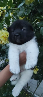 зображення_viber_2024-06-13_18-53-02-666.jpg