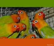 4.webp