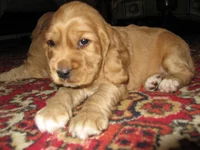  Изображение 228.webp