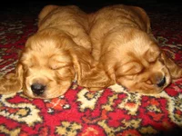  Изображение 217.webp