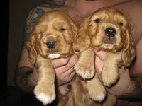  Изображение 235.webp