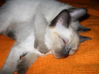 z_9e53332c.webp