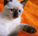 z_b5b6a355.webp