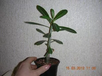 DSCN8081.webp