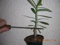 DSCN8082.webp