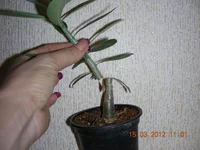 DSCN8083.webp