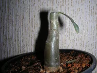 DSCN8084.webp