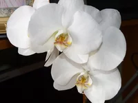  009.webp