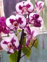  0111.webp