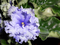 DSCN0639q.jpg