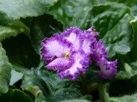 Lyon's Pirate's Treasure.webp