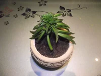 DSCF7032 (копия).webp