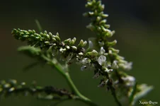 IMG_20240630_103430_924.webp