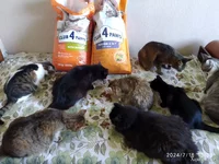 IMG_20240718_133322.webp