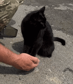 Прикордонні_сPETSпризначенці (2).gif