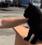 Прикордонні_сPETSпризначенці (1) (1).gif