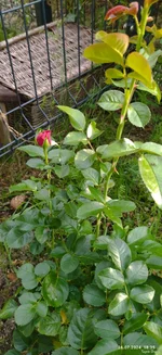 IMG_20240726_183528_compress96.jpg