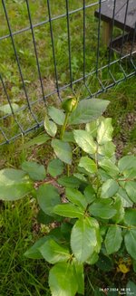 IMG_20240726_183519_compress82.jpg