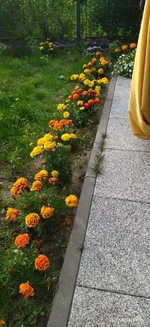IMG_20240726_183510_compress77.jpg