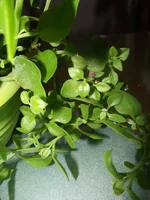 DSCF7042 (копия).webp