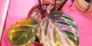 100_0945.webp