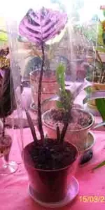 100_0973.webp