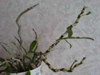DSC03320.webp