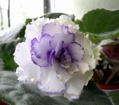 Pat tracey_thumb.webp