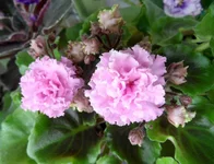 Sassy sister_thumb.webp