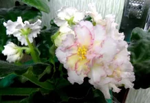 sun kissed rose_thumb.webp