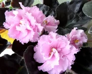 -Цветущий пион_thumb.webp