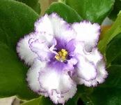  синий иней_thumb.webp