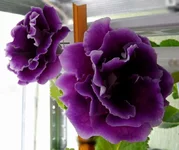  из семян_thumb.webp