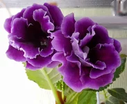  из семян 2_thumb.webp