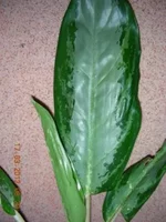 Копия DSCN8094.JPG