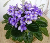 04_Von's Baby Jay.webp