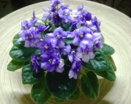 06_Von's Baby Jay.webp