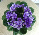 05_Von's Baby Jay.webp