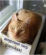  тигр.webp