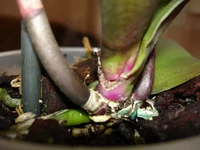 DSC00407_resize.webp